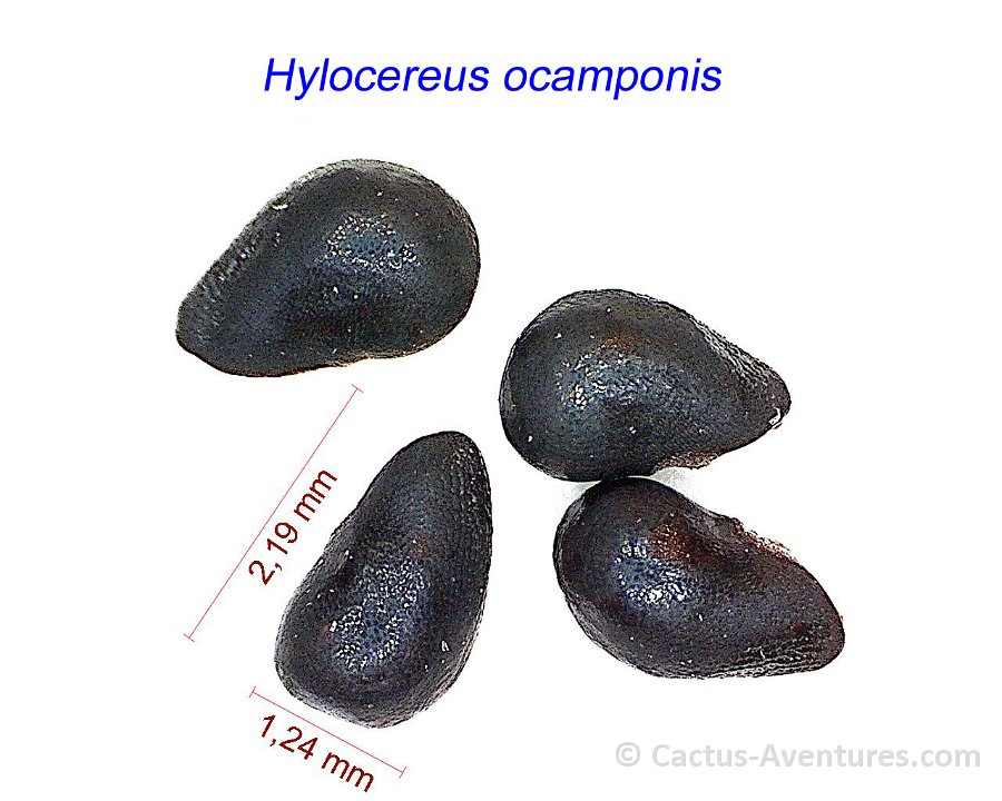 Hylocereus ocamponis
